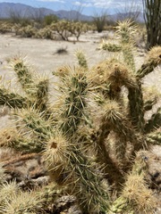 Cylindropuntia sanfelipensis