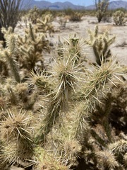 Cylindropuntia sanfelipensis