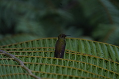 Boissonneaua flavescens