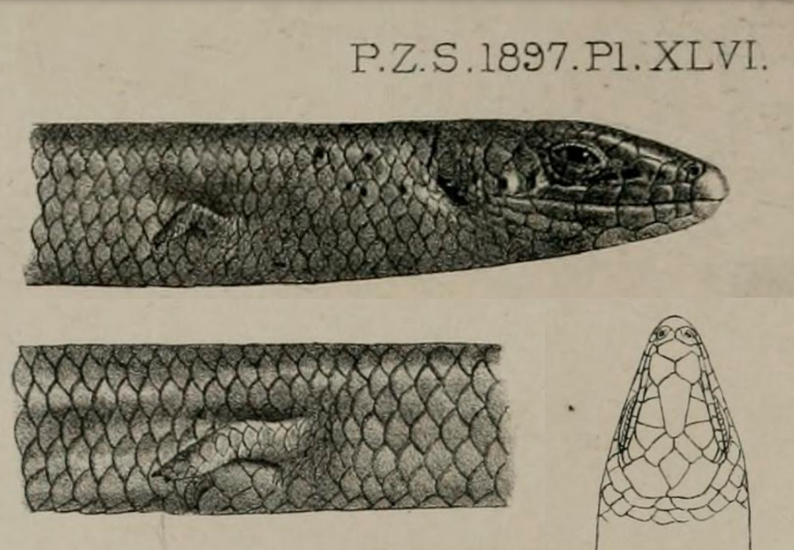 Malawi Serpentiform Skink