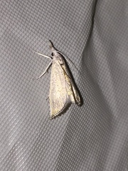 Haimbachia squamulellus