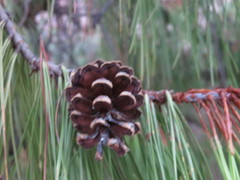 Pinus lumholtzii