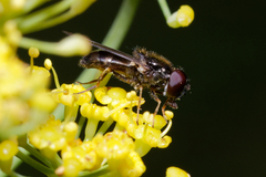 Syrphidae