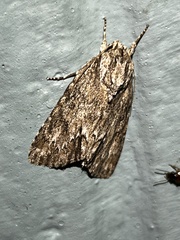 Acronicta longa