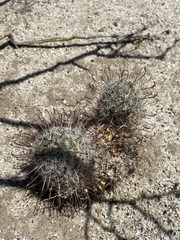 Mammillaria hutchisoniana