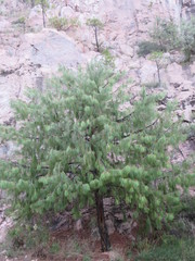 Pinus lumholtzii