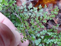 Lindsaea trichomanoides