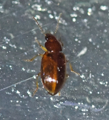 Bradycellus verbasci
