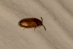 Brachypsectra fulva