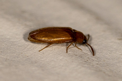 Brachypsectra fulva