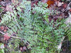 Lindsaea trichomanoides