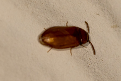 Brachypsectra fulva