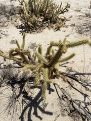 Cylindropuntia ganderi
