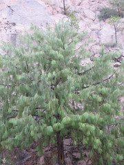 Pinus lumholtzii