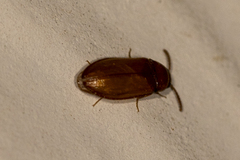 Brachypsectra fulva