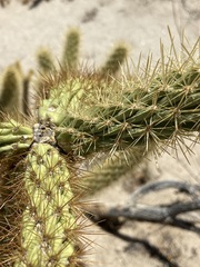 Cylindropuntia ganderi