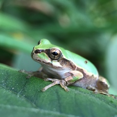 Hyla japonica