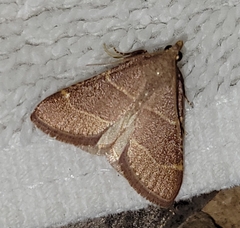 Hypsopygia planalis