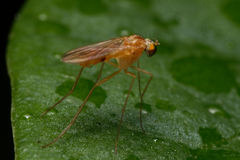 Xanthochlorus tenellus