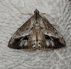 Evergestis obliqualis