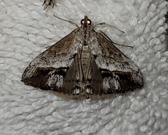 Evergestis obliqualis