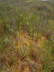 Machaerina teretifolia