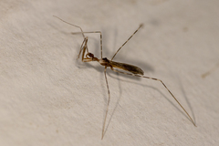 Stenolemoides arizonensis