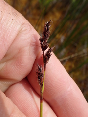Machaerina teretifolia