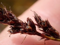 Machaerina teretifolia