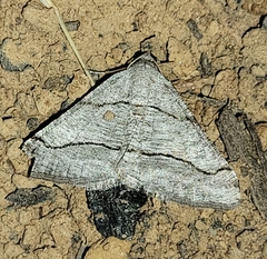 Digrammia pallorata