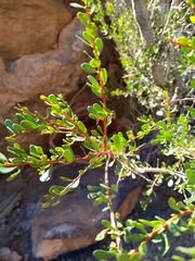Schinus bumelioides