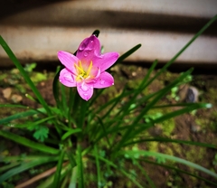 Zephyranthes rosea