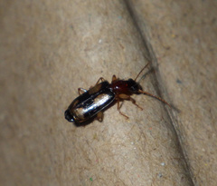 Dromius