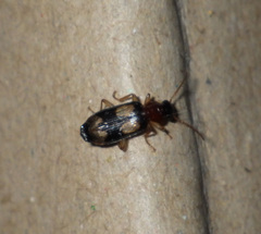 Dromius