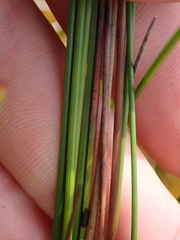 Machaerina teretifolia