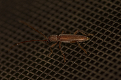 Aneflomorpha lineare