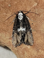 Bryolymnia semifascia