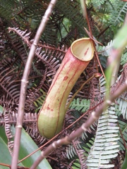 Nepenthes distillatoria