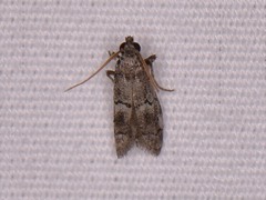 Cacotherapia flexilinealis