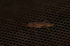 Aneflomorpha lineare