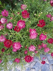 Glandularia chiricahensis