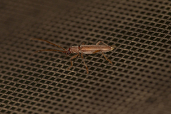 Aneflomorpha lineare