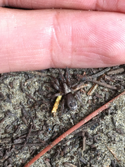 Scotophaeus pretiosus