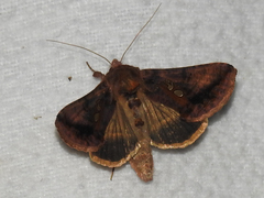 Autographa bimaculata