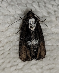 Bryolymnia semifascia