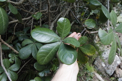 Cussonia thyrsiflora