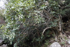 Cussonia thyrsiflora