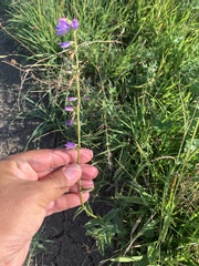 Campanula bononiensis