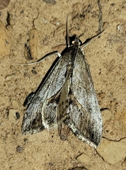 Evergestis obliqualis