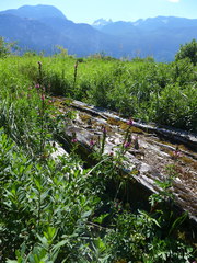 Sidalcea hendersonii